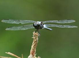 Bar-winged Skimmer